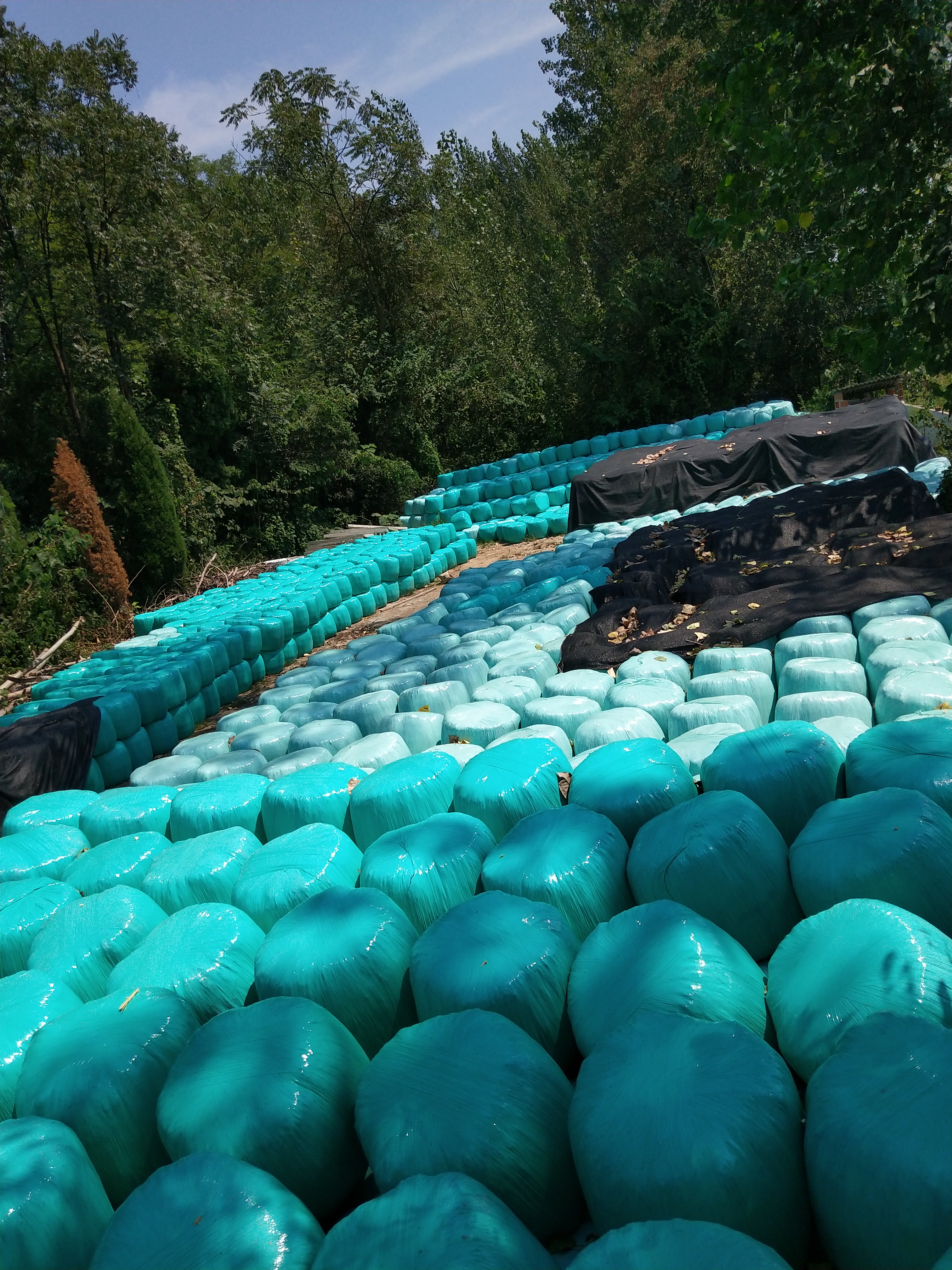 甘肅玉米秸稈青飼料廠家供應(yīng)圖片/甘肅玉米秸稈青飼料廠家供應(yīng)樣板圖 (2)