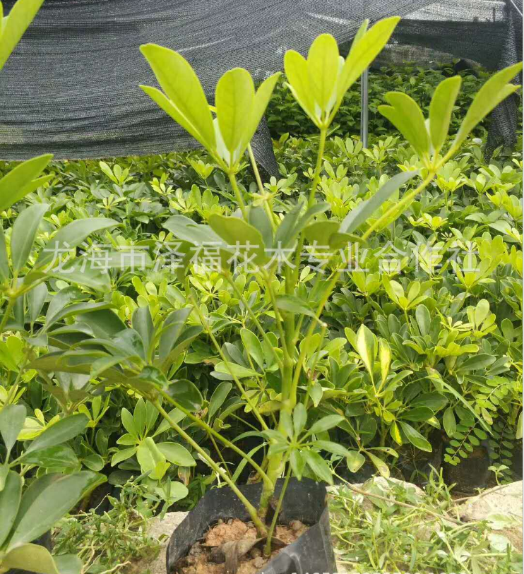 花卉市場 鴨腳木盆栽地栽圖片/花卉市場 鴨腳木盆栽地栽樣板圖 (1)