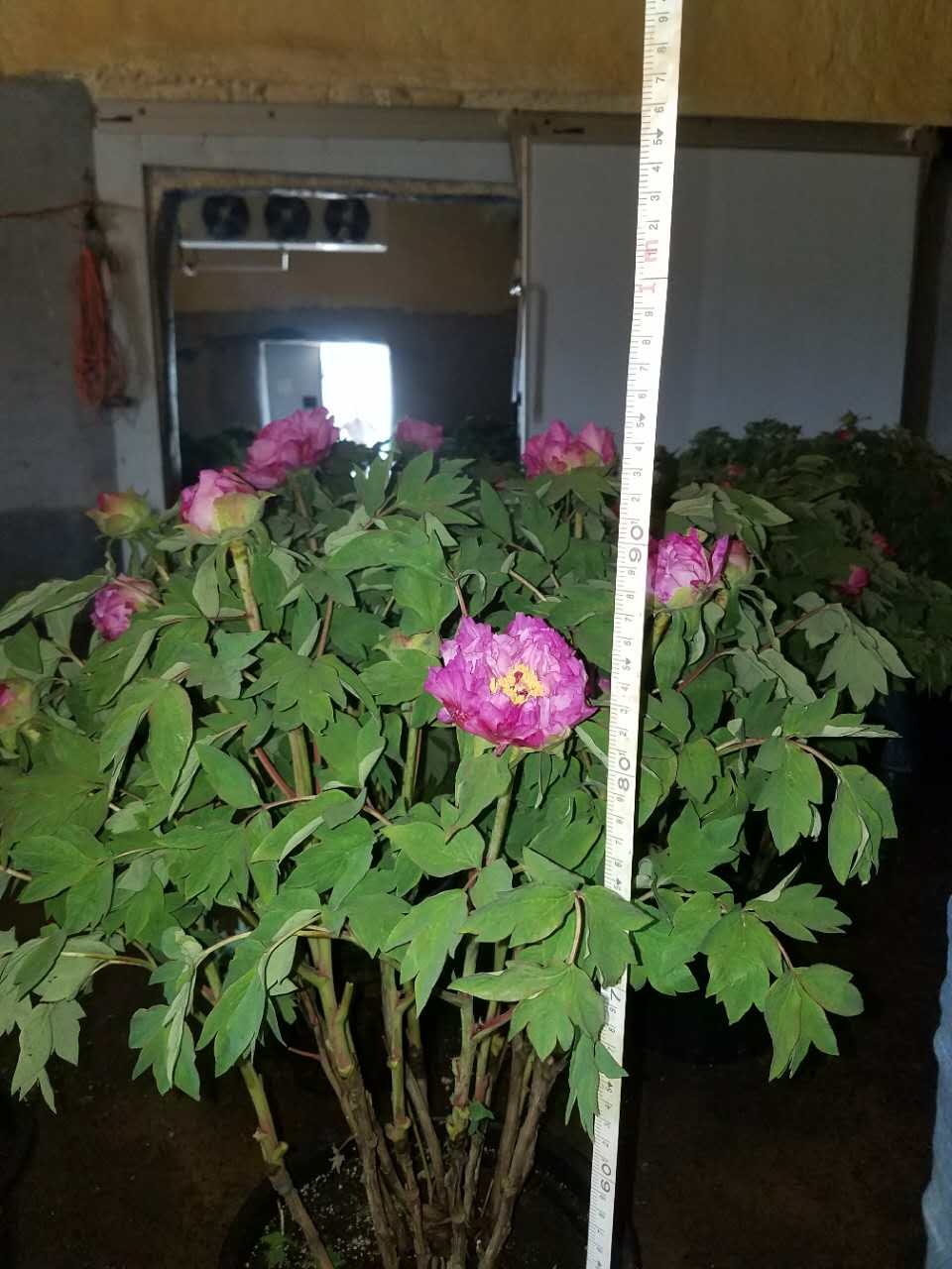 盆栽牡丹圖片/盆栽牡丹樣板圖 (1)