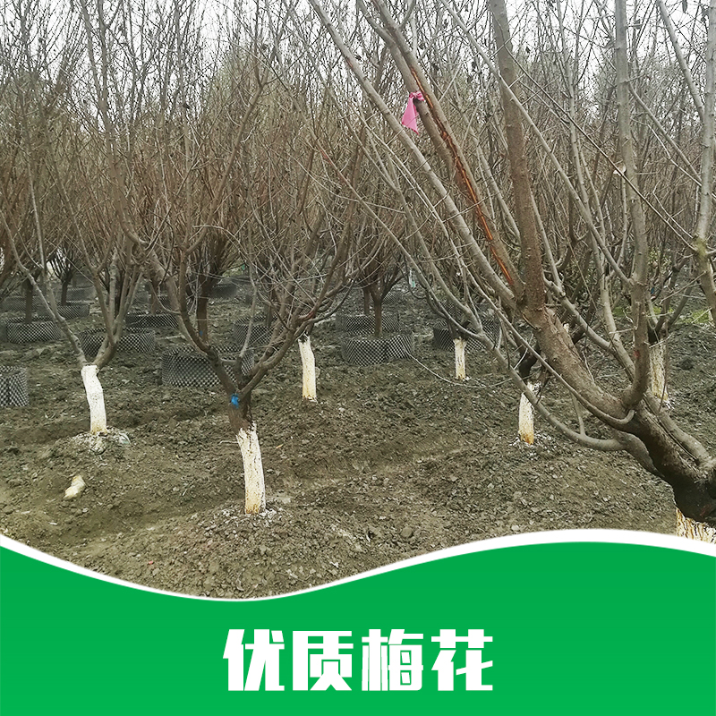 成都梅花圖片/成都梅花樣板圖 (2)