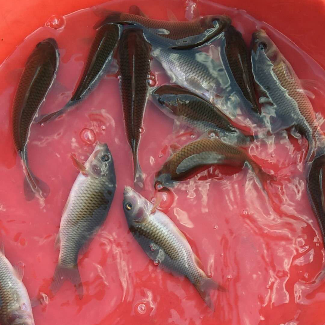 荷花鯉魚圖片/荷花鯉魚樣板圖 (2)