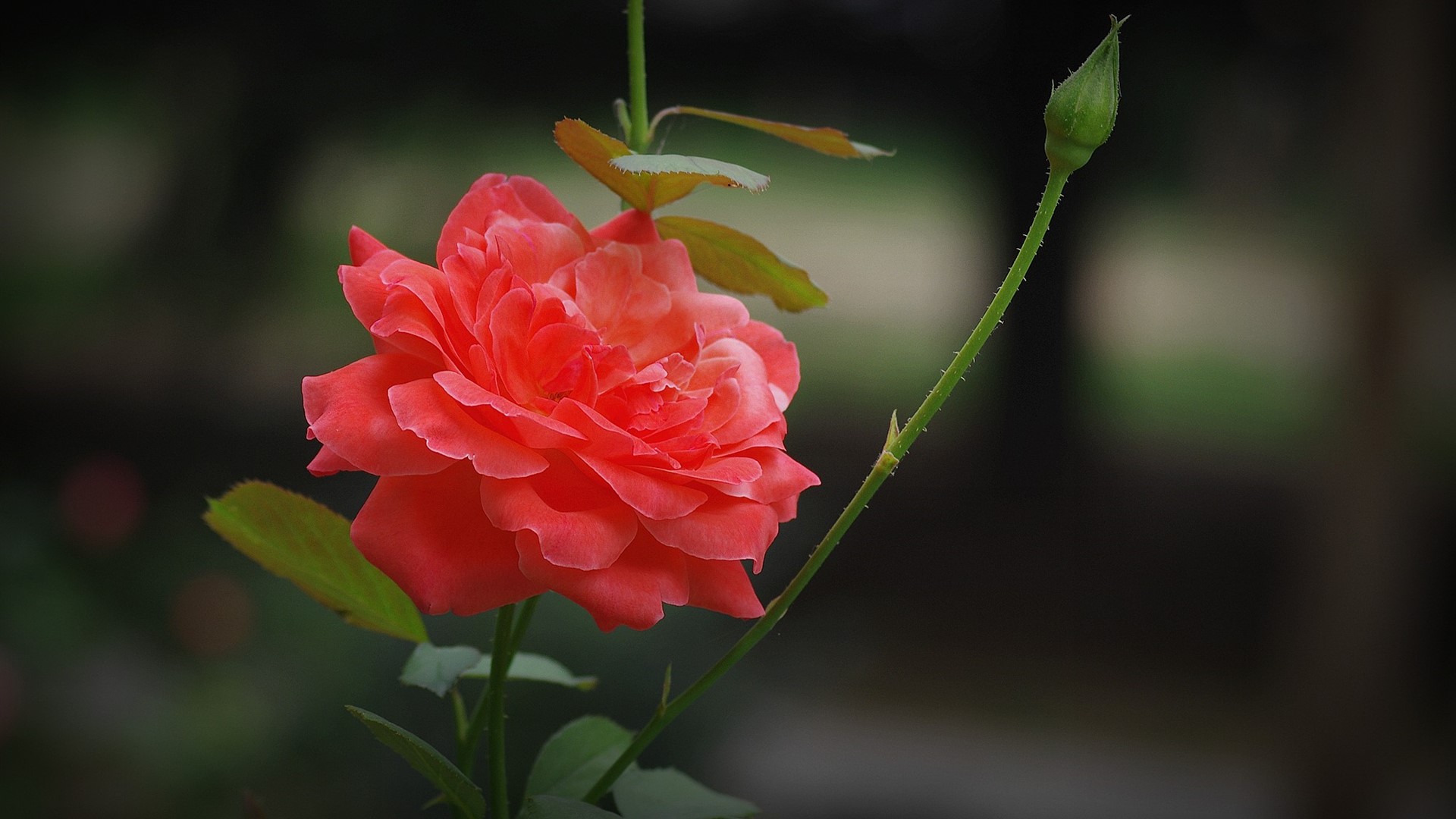 優(yōu)質(zhì)月季花培育基地 經(jīng)銷商采購報價 月季花廠家直銷價,郴州月季花基地,月季生產(chǎn)基地,廠家價格