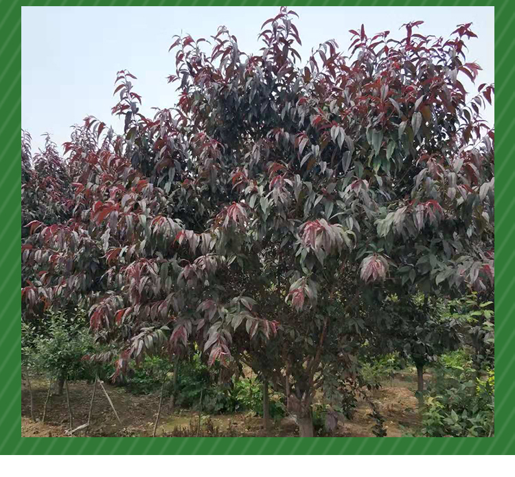紅葉碧桃圖片/紅葉碧桃樣板圖 (3)