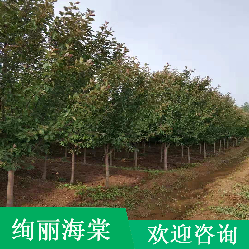 絢麗海棠圖片/絢麗海棠樣板圖 (2)