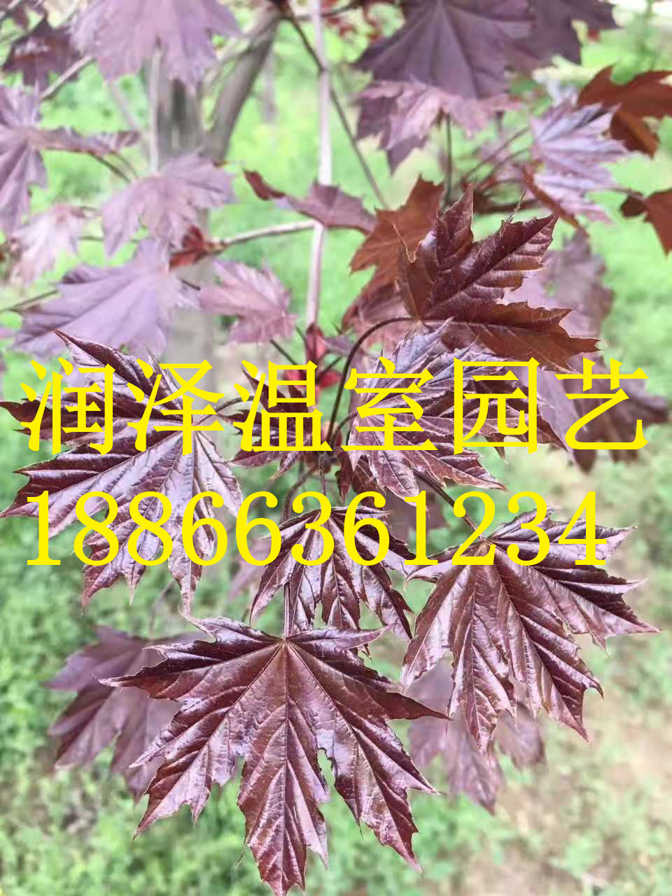 大果櫟加拿大唐棣圖片/大果櫟加拿大唐棣樣板圖 (4)