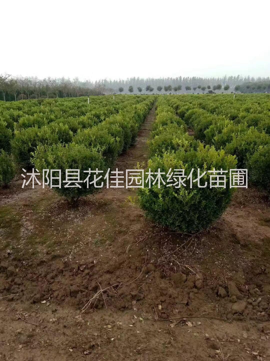 女貞圖片/女貞樣板圖 (3)