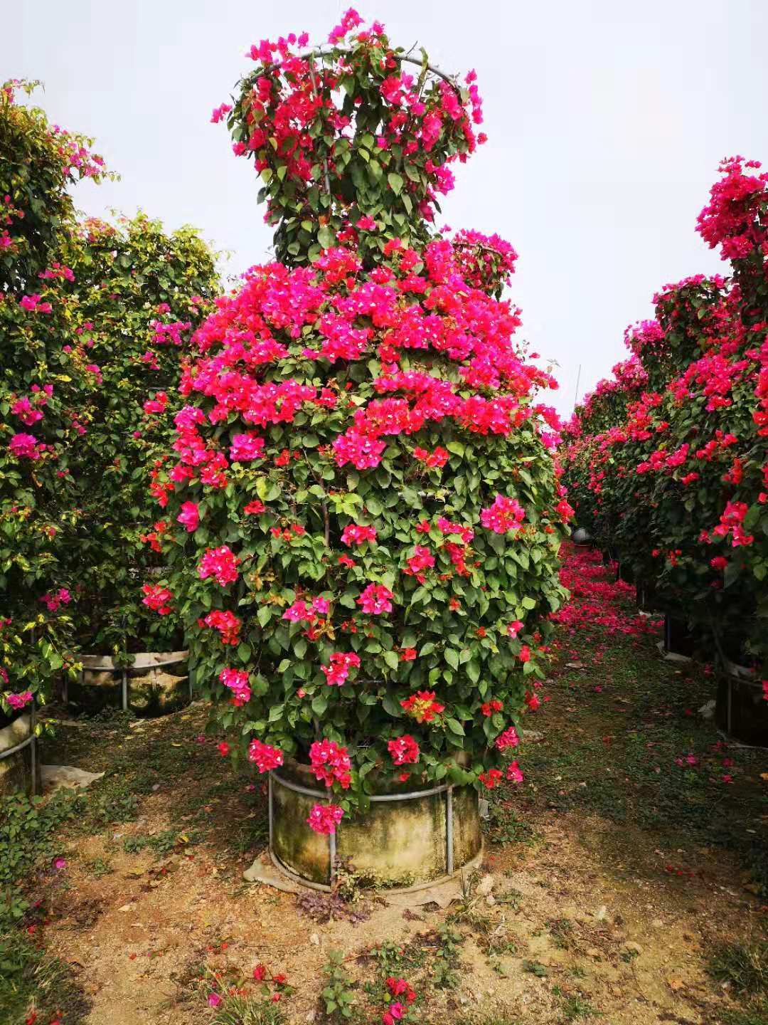 花瓶三角梅圖片