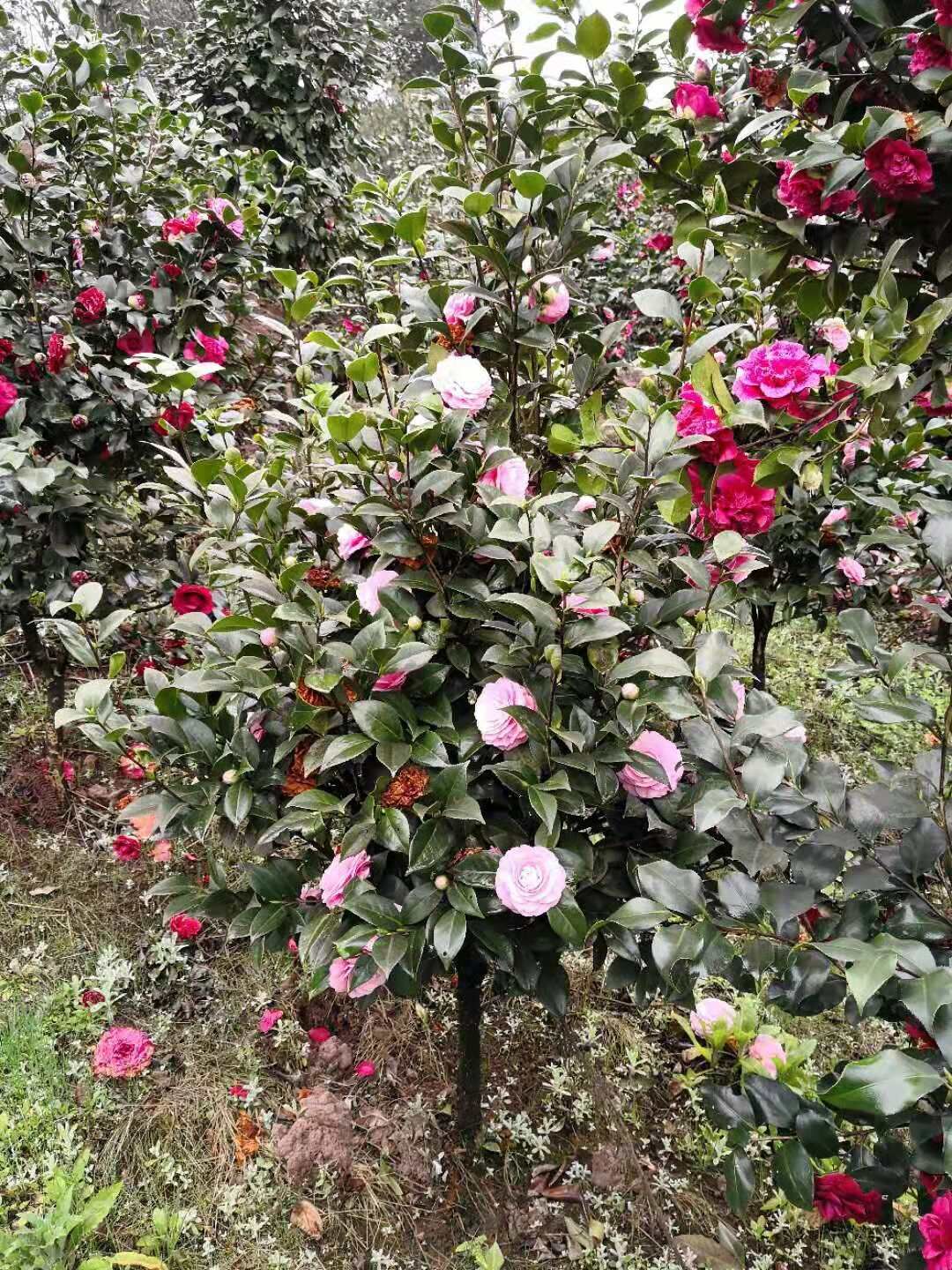 重慶渝中茶花基地
