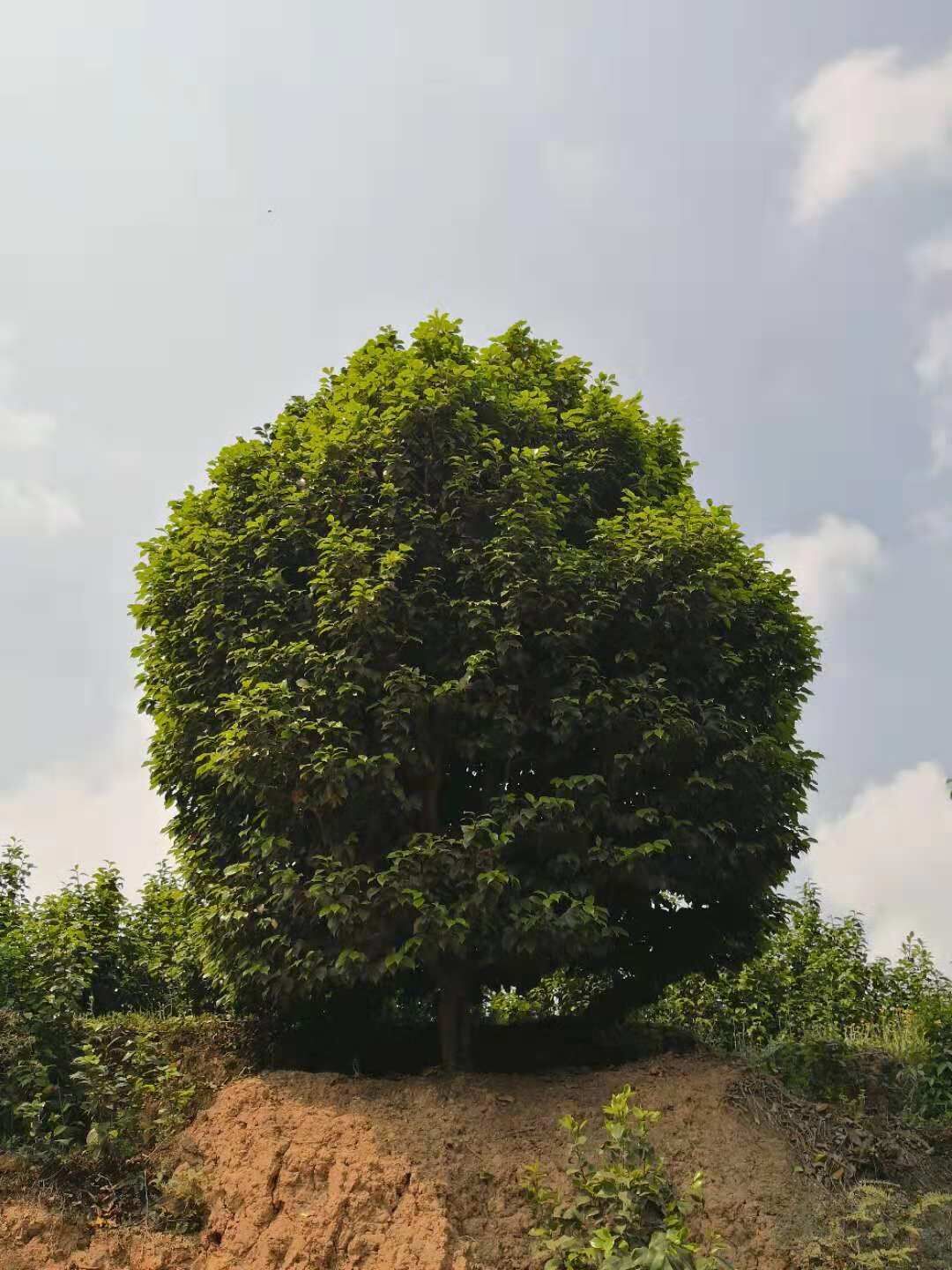 茶花圖片/茶花樣板圖 (1)