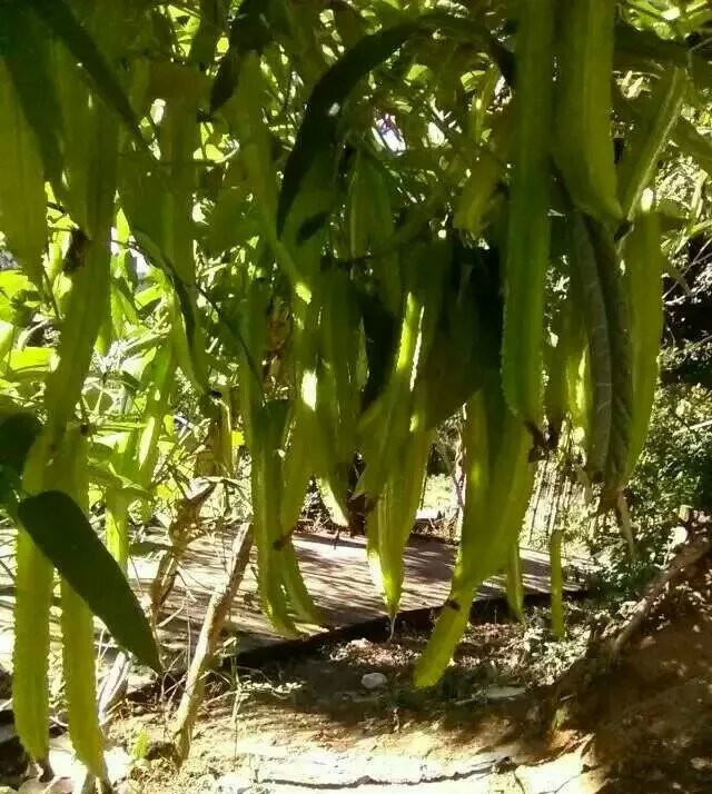 四棱豆圖片/四棱豆樣板圖 (4)