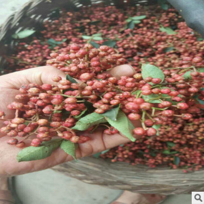 九葉青花椒苗價(jià)格圖片