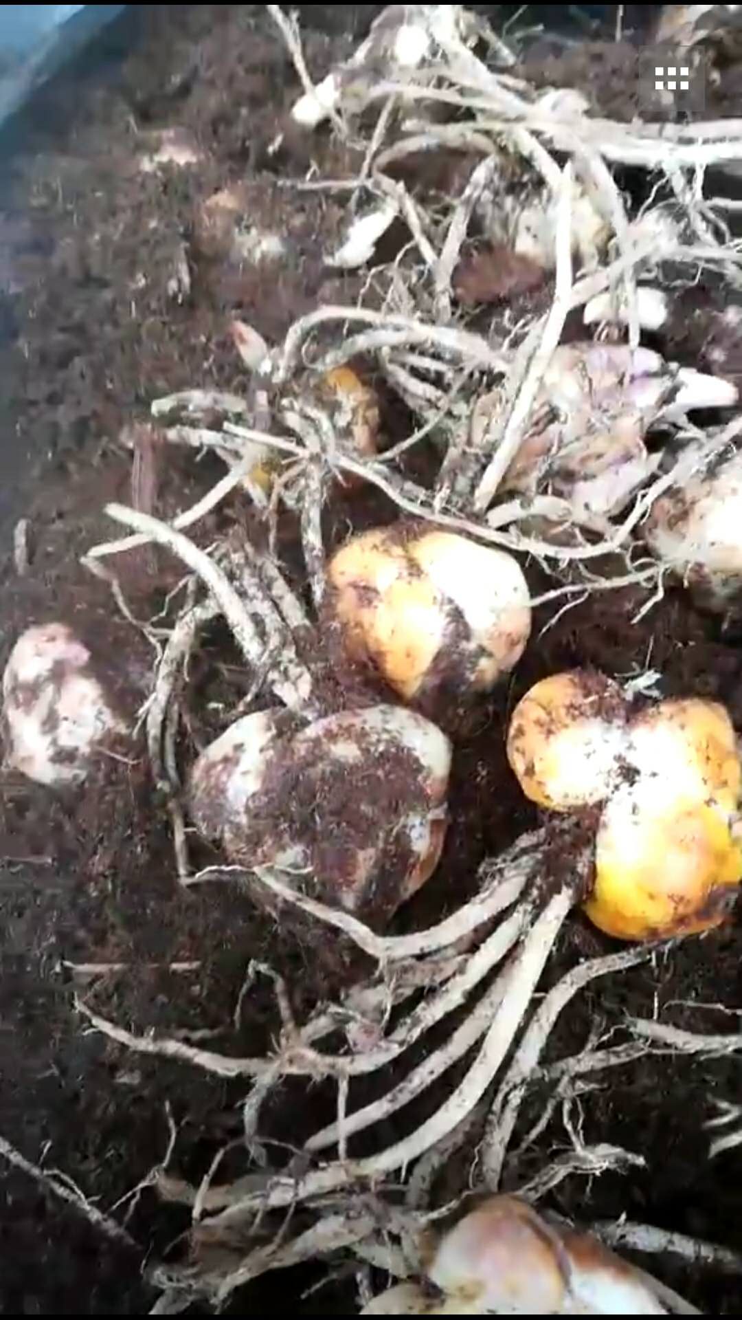 百合花種子圖片/百合花種子樣板圖 (1)