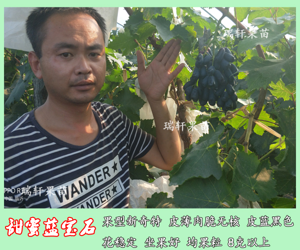 寶石葡萄圖片/寶石葡萄樣板圖 (1)