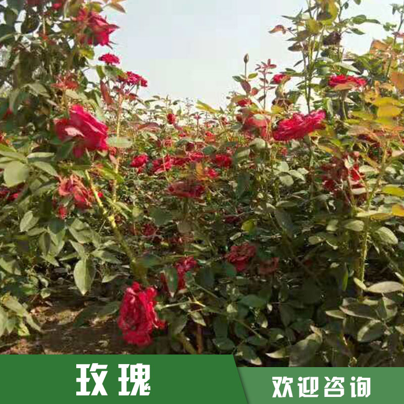 玫瑰花苗圖片/玫瑰花苗樣板圖 (2)