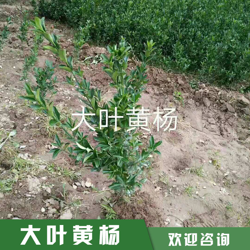 供应 大叶黄杨 基地直销 园林绿化苗木黄杨 品种齐全图片