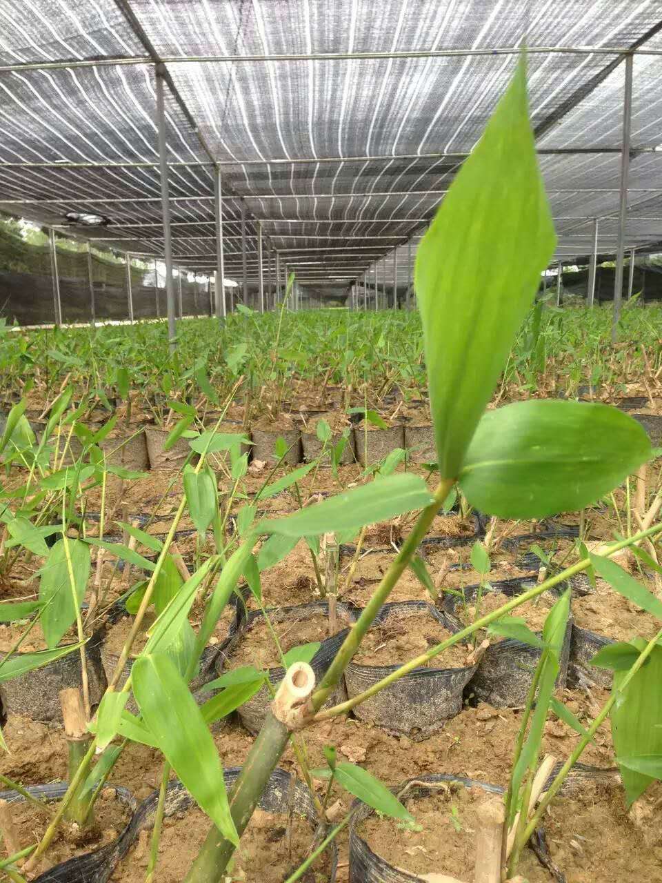 龍竹苗1圖片/龍竹苗1樣板圖 (3)