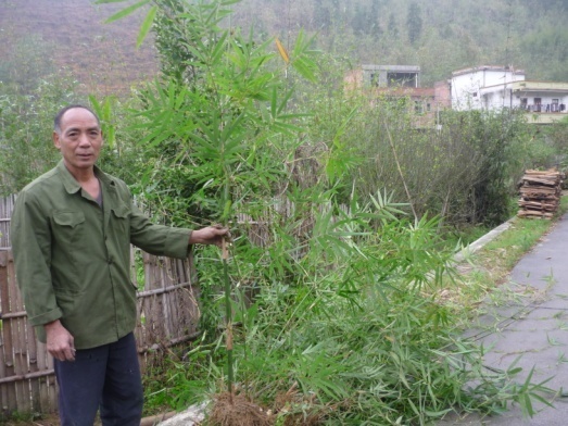 丹竹苗圖片