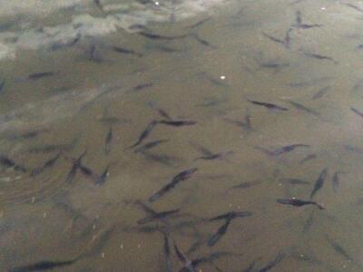 鴨嘴魚魚苗  鴨嘴魚魚苗供貨商  廠家直銷鴨嘴魚魚苗  鴨嘴魚魚苗廠家直銷  鴨嘴魚魚苗批發(fā)哪家優(yōu)惠