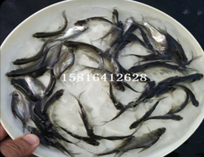 武昌圖片/武昌樣板圖 (1)