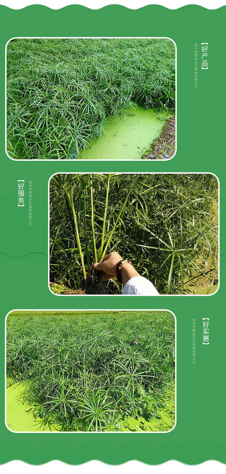 水生植物圖片/水生植物樣板圖 (3)