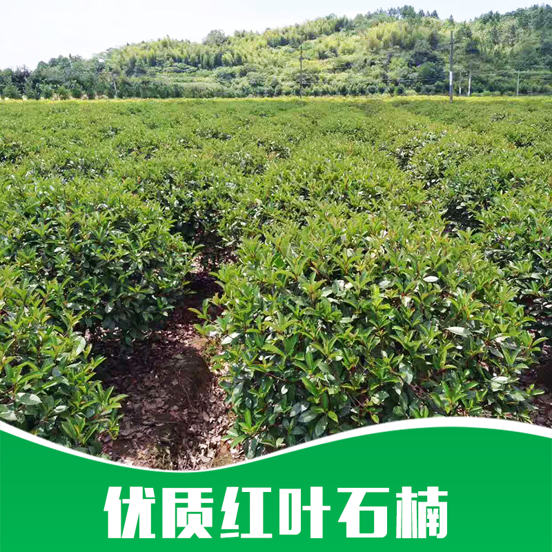 紅葉石楠圖片/紅葉石楠樣板圖 (1)