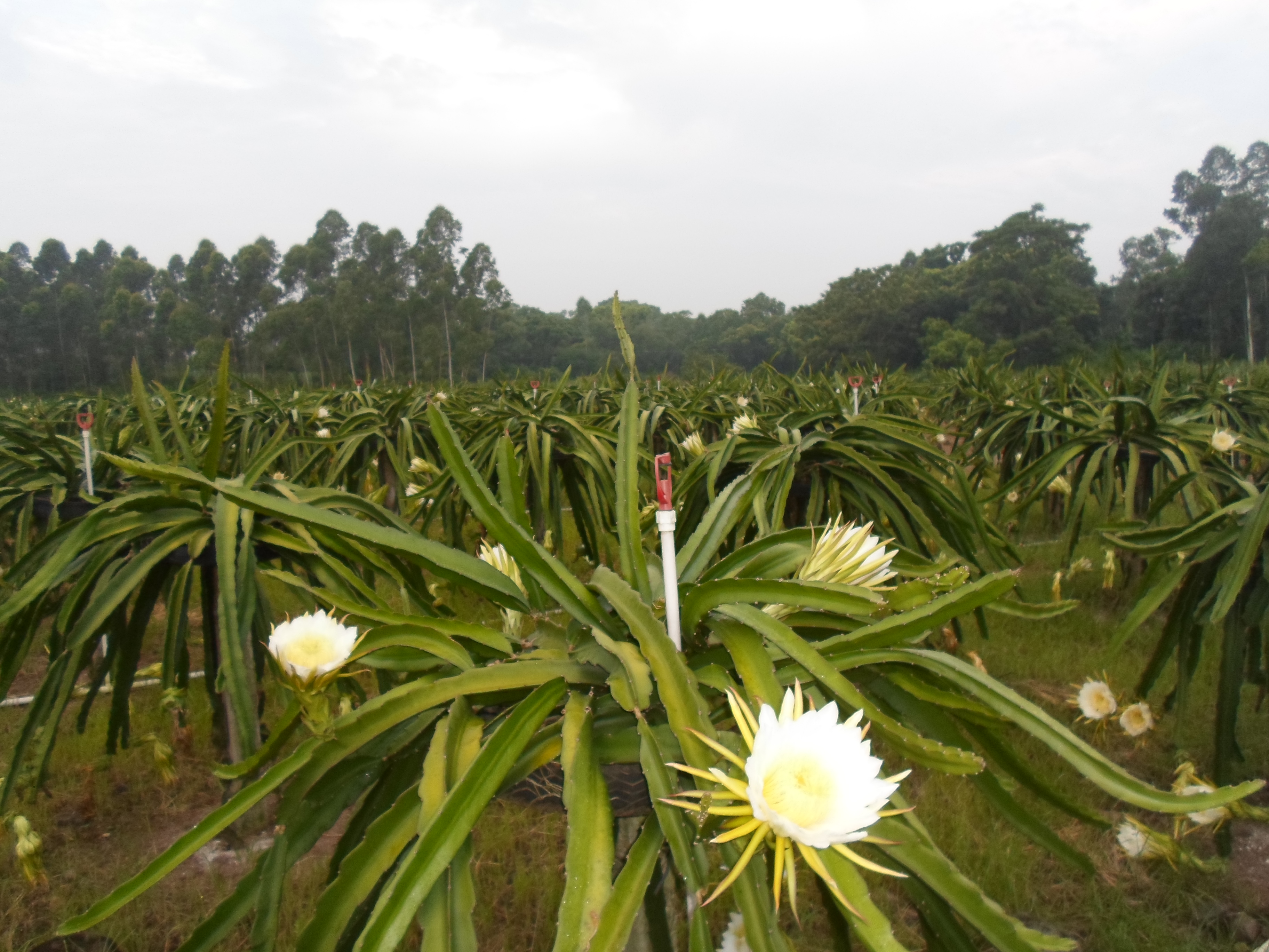供應河南紅心火龍果苗- 河南火龍果苗價格-自授粉紅心火龍果苗批發(fā)-河南火龍果苗