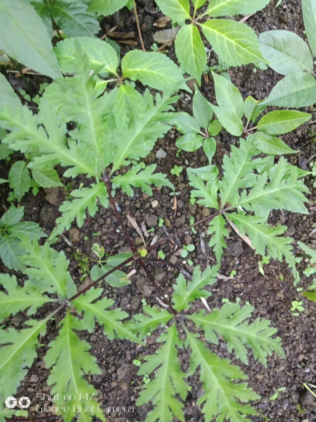 供應(yīng)三七圖片/供應(yīng)三七樣板圖 (3)