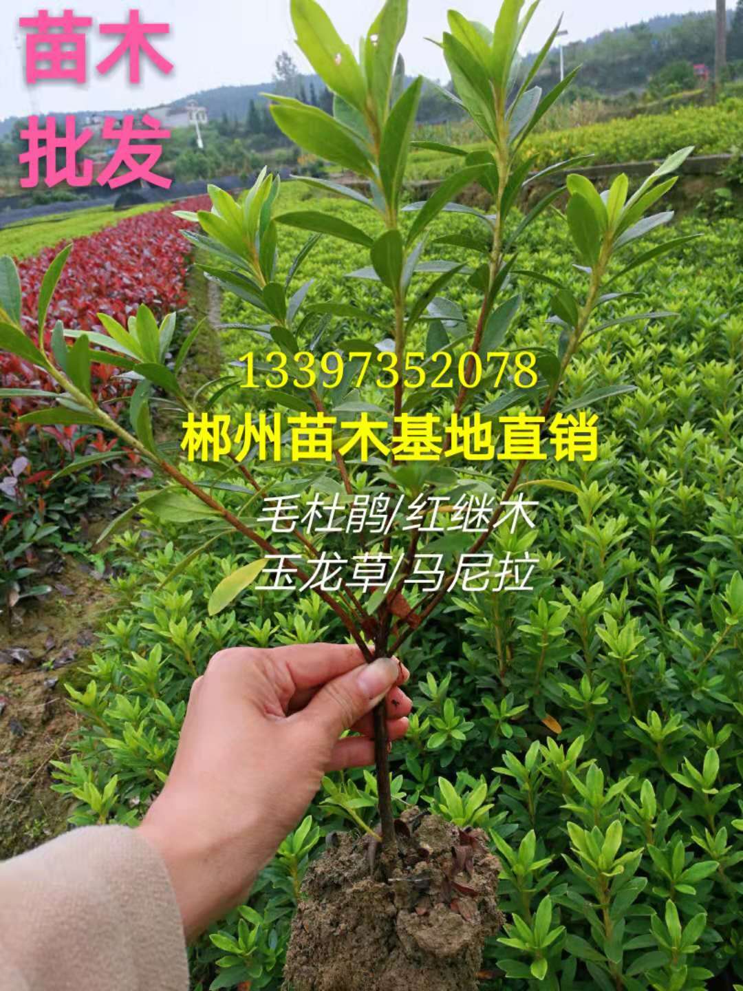 基地直供常绿灌木毛杜鹃 绿化工程盆栽花卉苗木杜鹃小苗图片