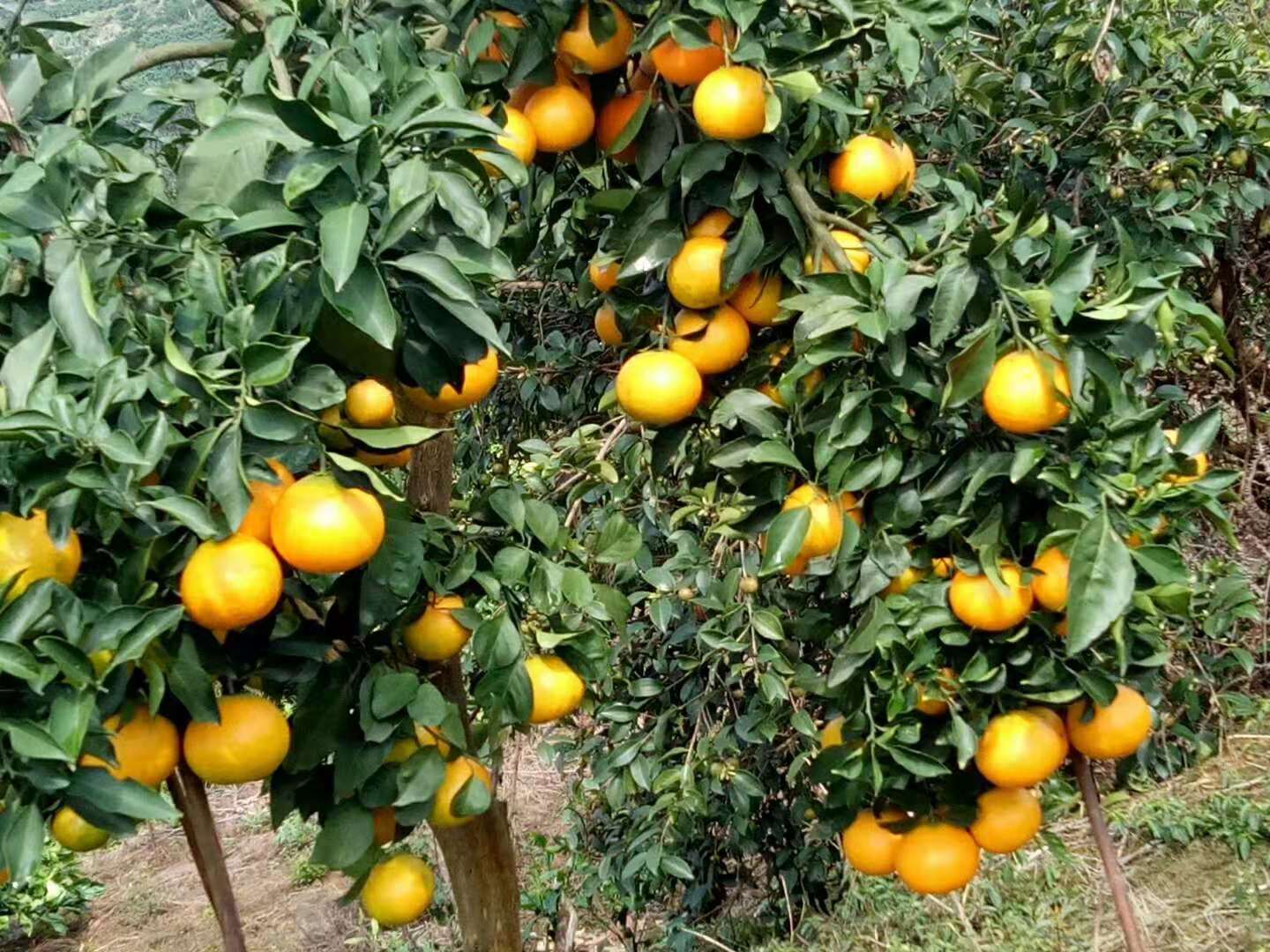 秀山圖片/秀山樣板圖 (3)