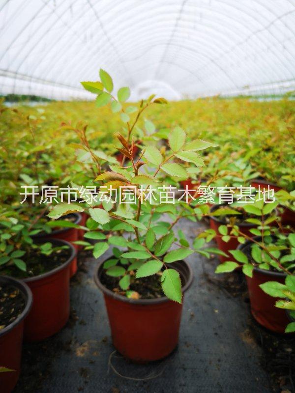 抗寒月季粉蝶圖片/抗寒月季粉蝶樣板圖 (2)