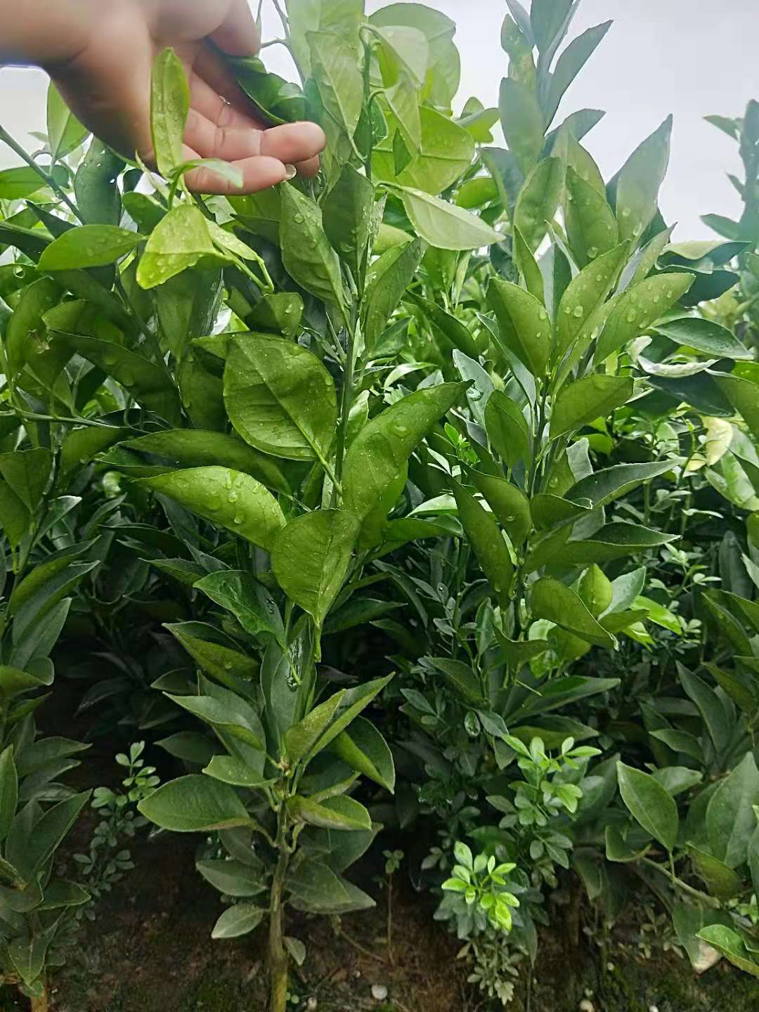 椪柑價(jià)格圖片/椪柑價(jià)格樣板圖 (3)