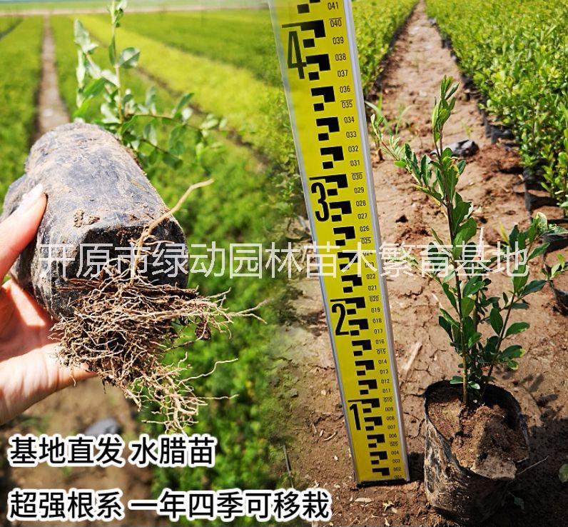 水腊苗基地直销水蜡苗园林绿化工程行道灌木绿篱苗四季常青图片