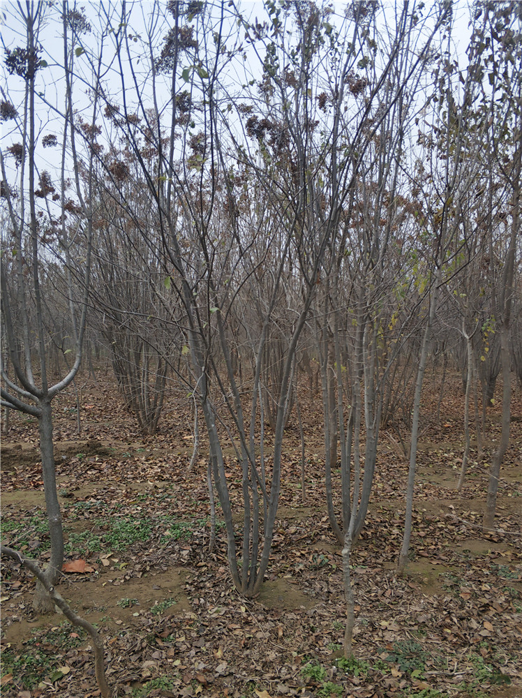 山東叢生丁香基地  叢生丁香報(bào)價(jià)