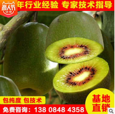 獼猴桃苗供應(yīng)圖片