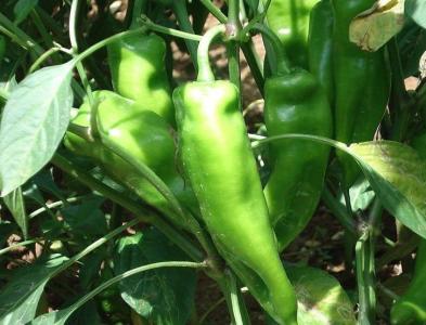 大牛角椒種子圖片/大牛角椒種子樣板圖 (2)