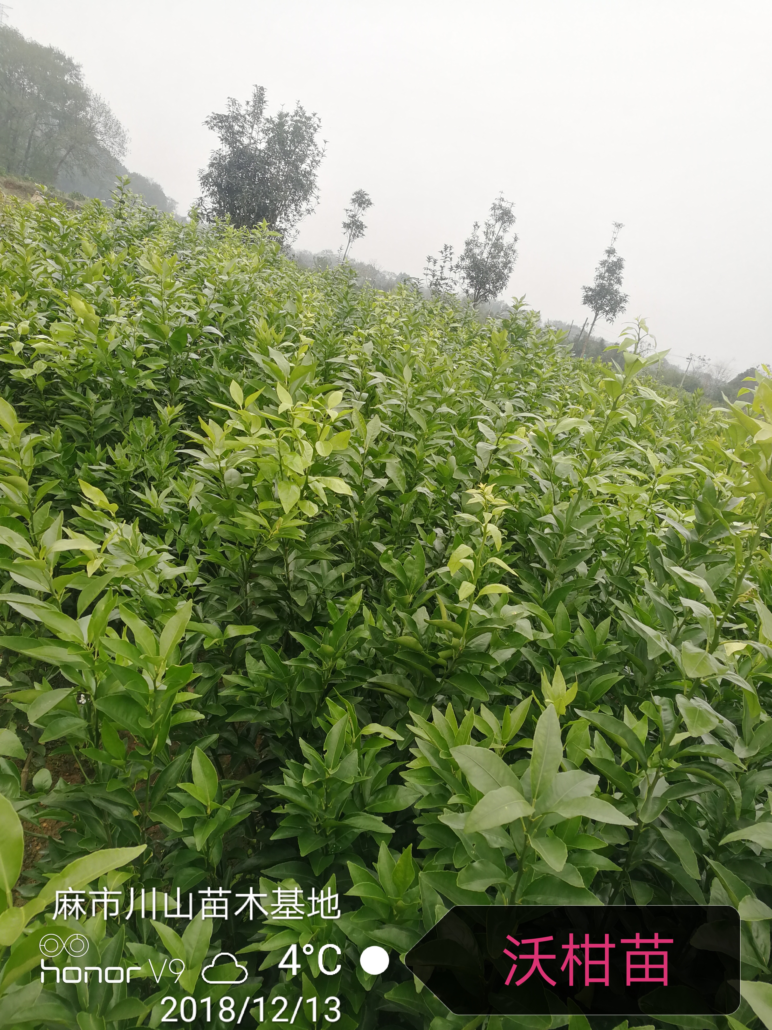 柑苗圖片/柑苗樣板圖 (2)
