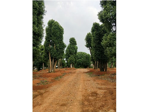 叢生香樟圖片/叢生香樟樣板圖 (2)