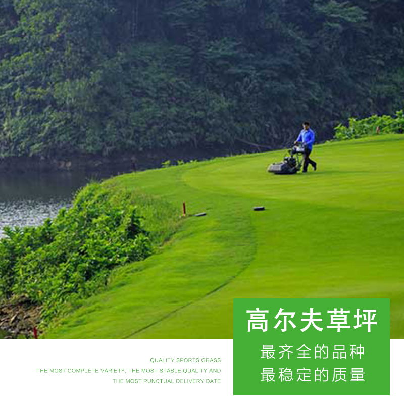 高爾夫草坪圖片/高爾夫草坪樣板圖 (1)