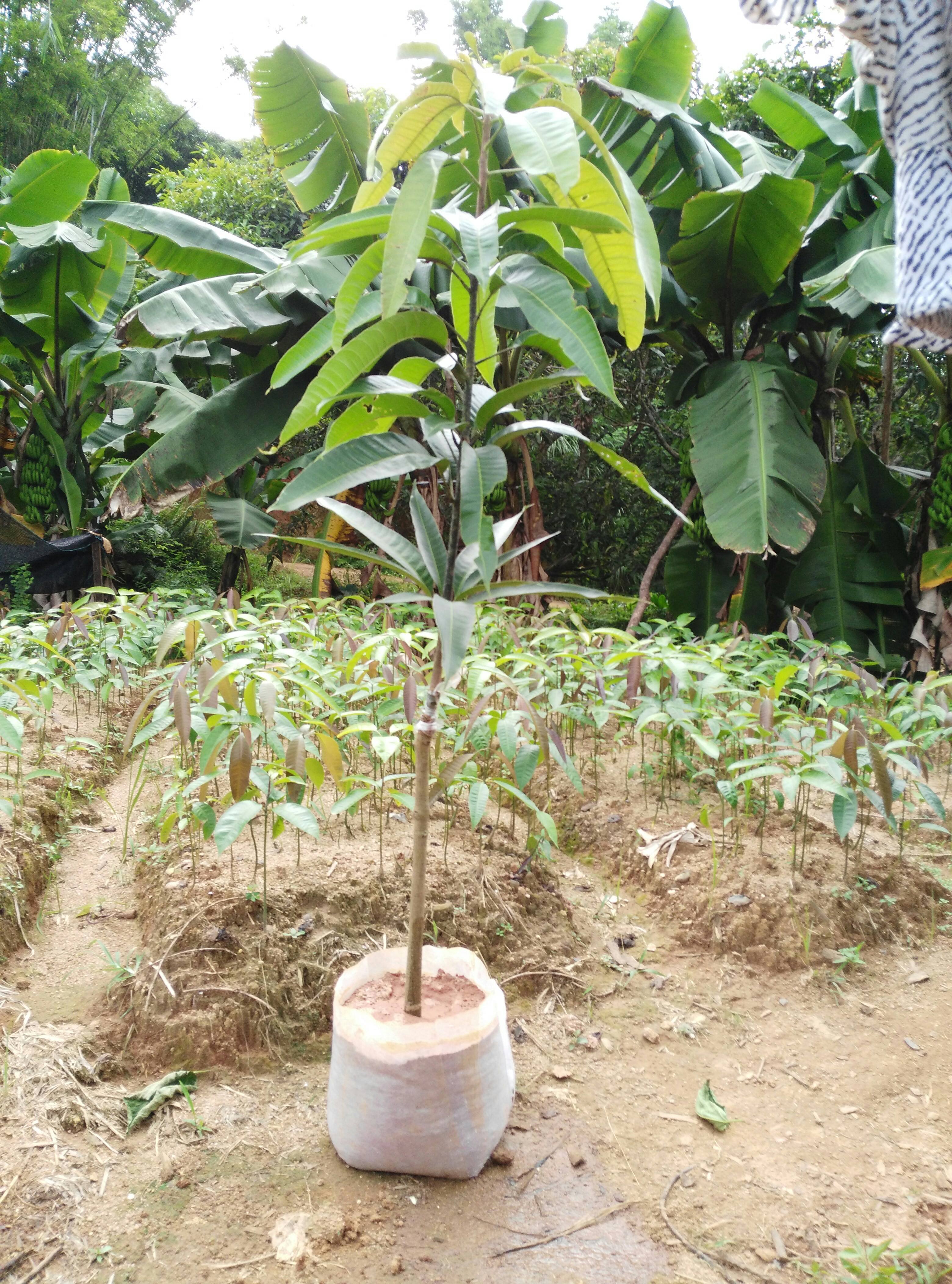 芒果苗圖片/芒果苗樣板圖 (2)