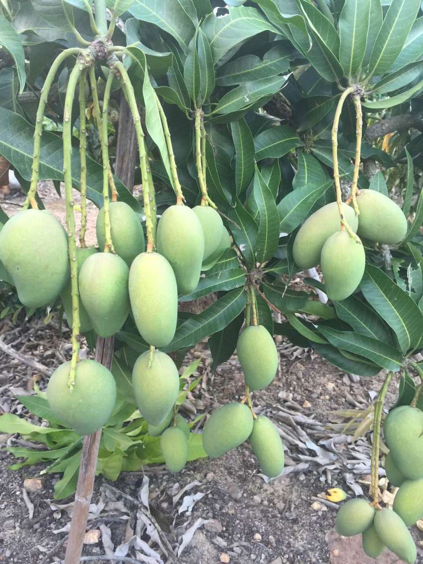 芒果苗圖片/芒果苗樣板圖 (3)