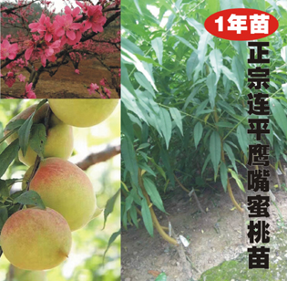 蜜桃苗圖片