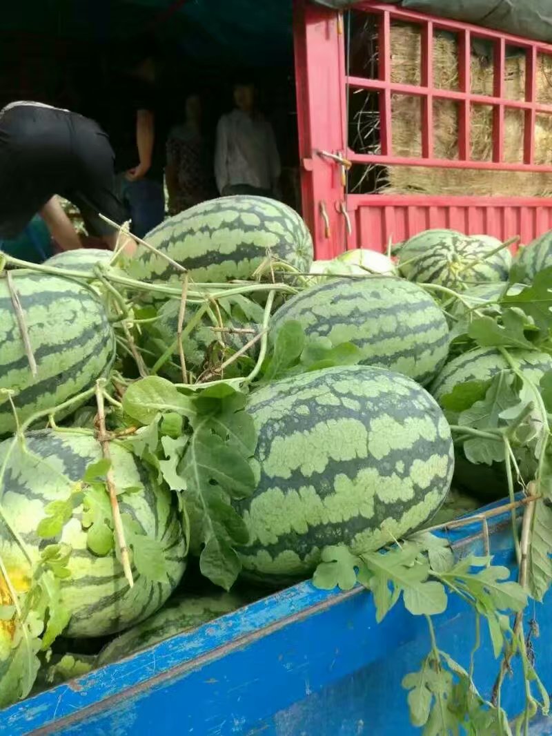 河南開封哪里西瓜便宜圖片/河南開封哪里西瓜便宜樣板圖 (2)