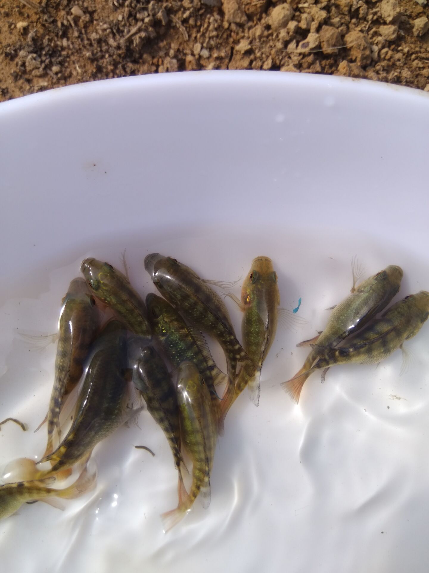 廣州羅非魚苗圖片/廣州羅非魚苗樣板圖 (2)