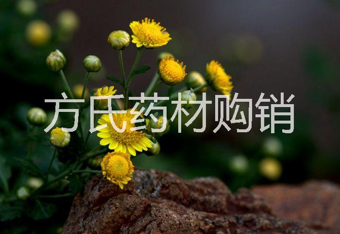 野菊花圖片/野菊花樣板圖 (4)