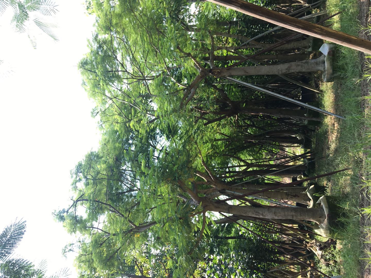鳳凰木圖片/鳳凰木樣板圖 (4)