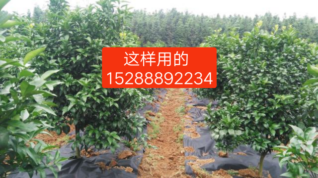 防草布圖片/防草布樣板圖 (4)