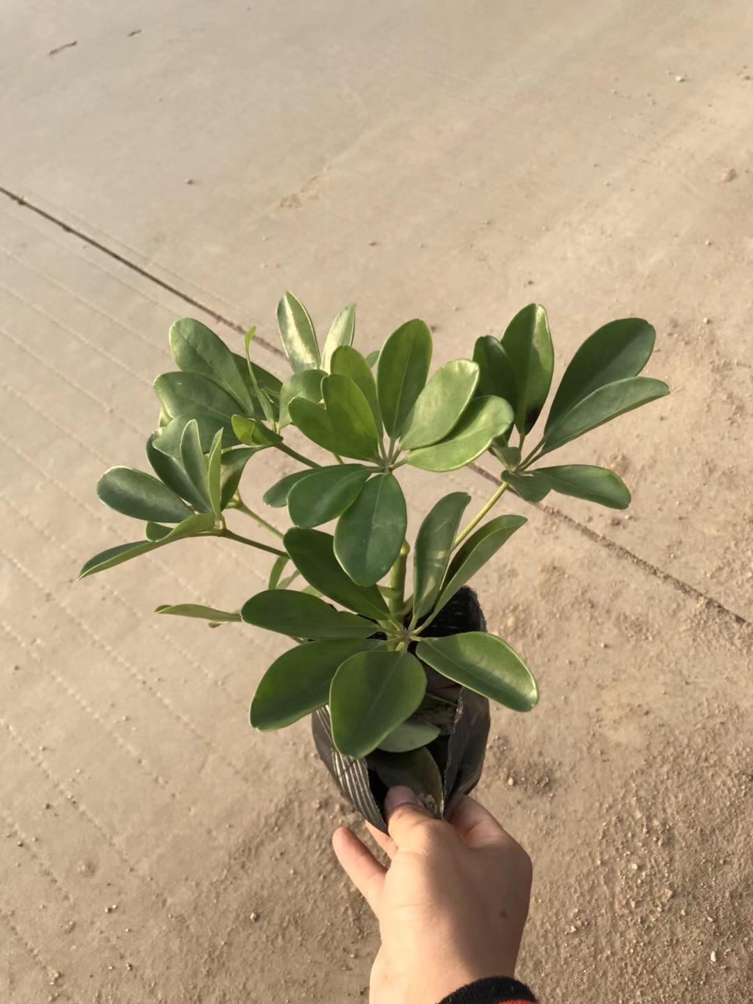 鴨腳木圖片/鴨腳木樣板圖 (1)