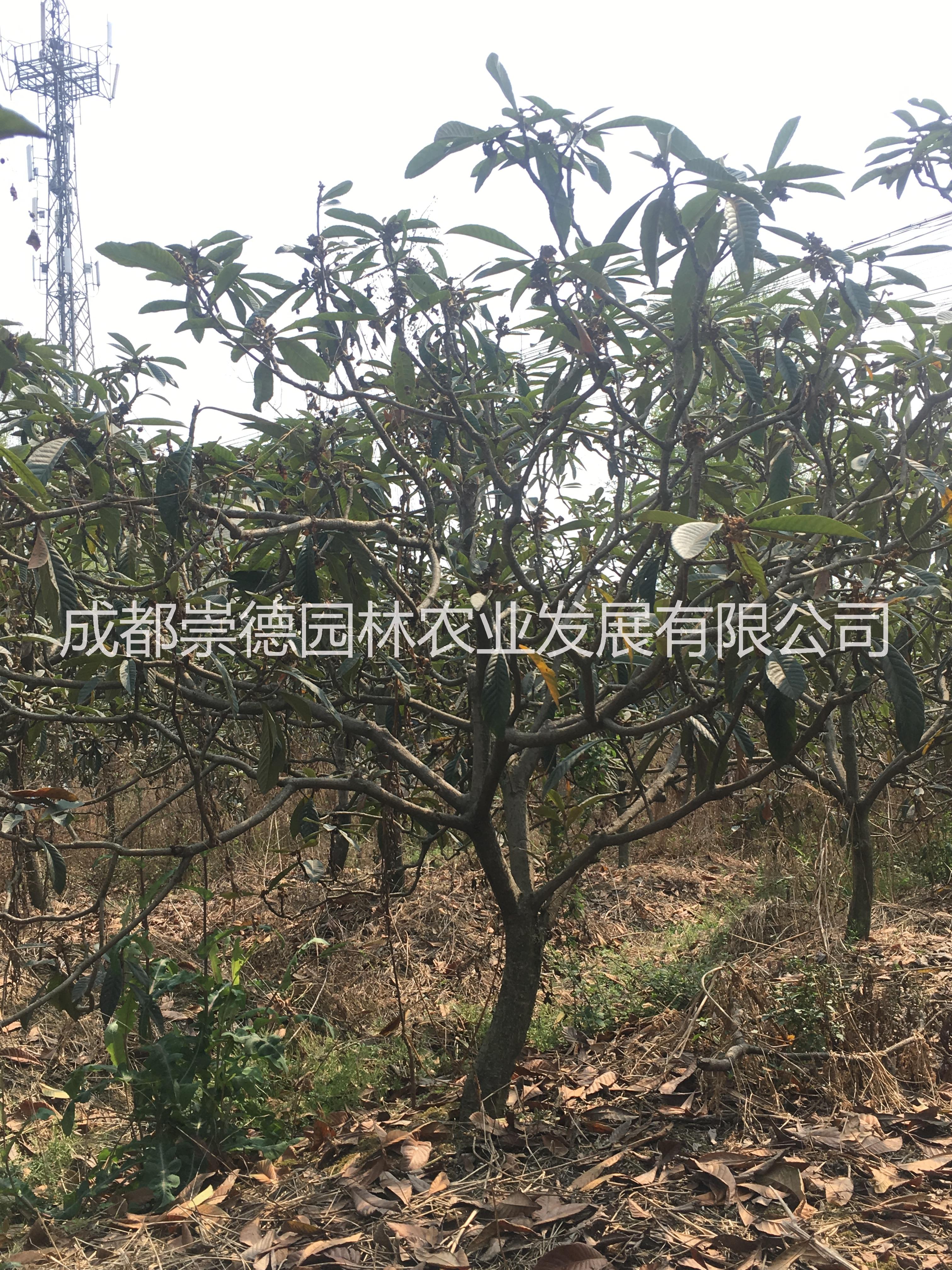 成都精品圖片/成都精品樣板圖 (4)