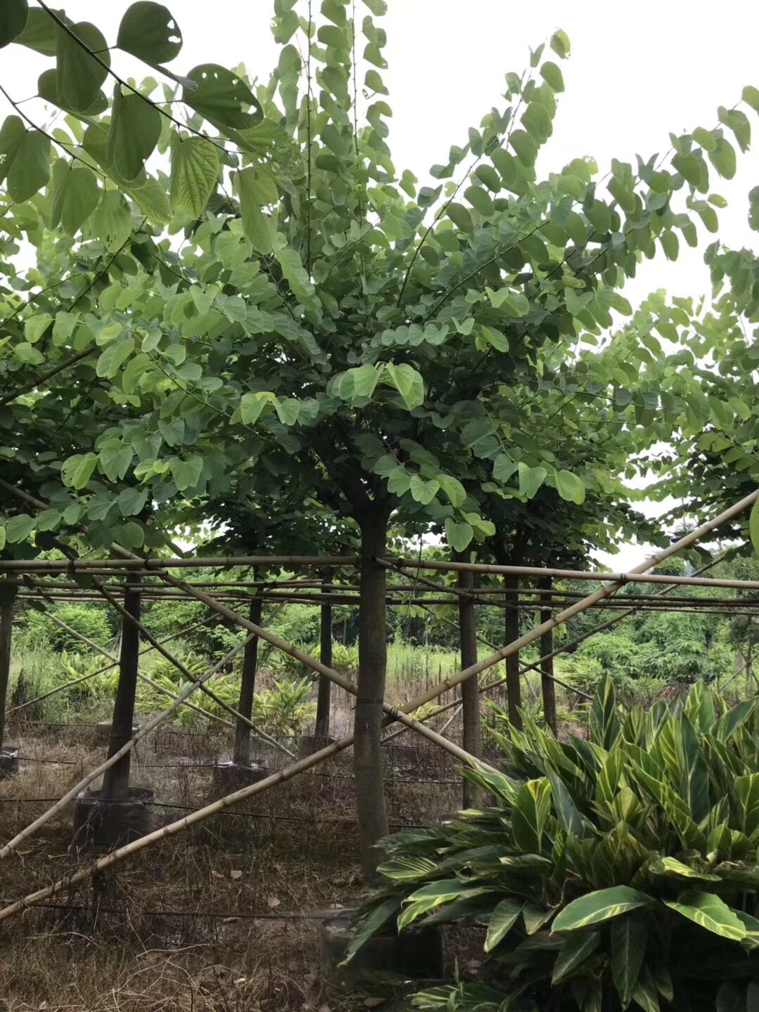 紫荊圖片/紫荊樣板圖 (3)
