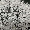 PE白色再生料圖片/PE白色再生料樣板圖 (2)